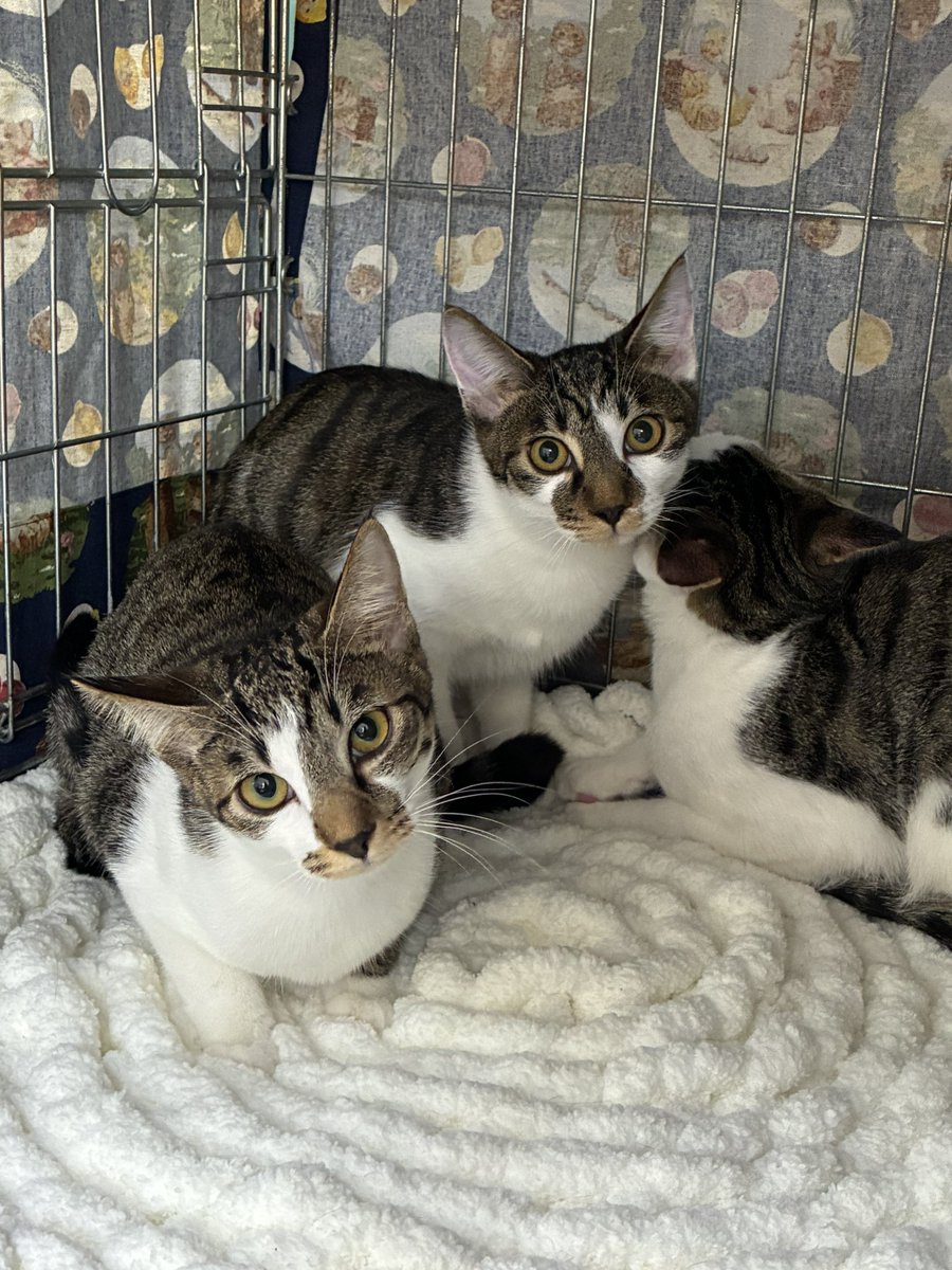 本日、伊達市ココカラベースさんで
保護猫の譲渡会を開催しています🐈🐈‍⬛

抱っこが大好きな子、じっと様子を見ながら少しずつ慣れていく子。
遊ぶのが大好きな子もいれば、のんびり過ごすのが好きな子もいます。

きっと「この子だな」と感じる瞬間があるはずです👀✨

ぜひ会いに来てみてください🐾