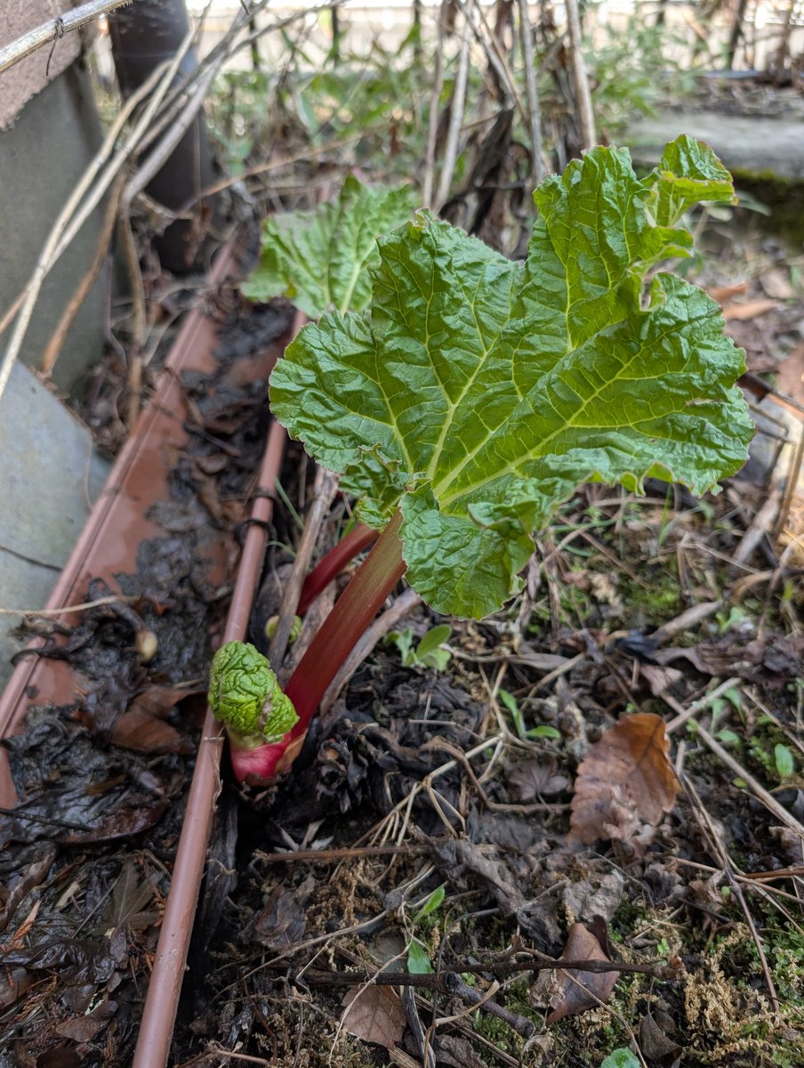 気温15℃湿度50%。
晴れです。
のらぼう菜、ほうれん草、ふきのとう、舞茸、あわび茸、菊芋など出ています。
玄関前でルバーブの葉と茎が伸びてきました。