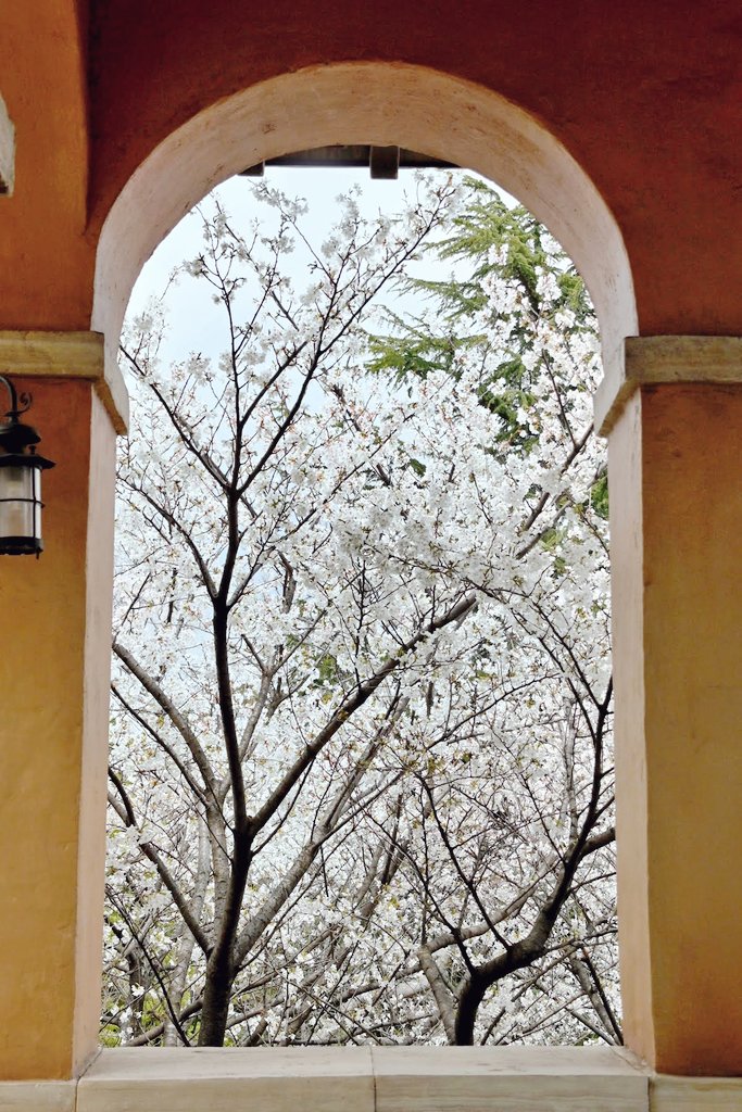 花と緑のTDRブログ_ユキヤナギ tweet media