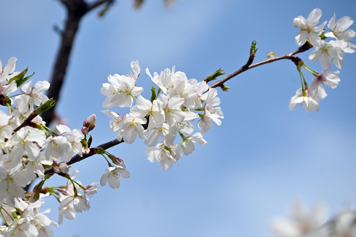 花と緑のTDRブログ_ユキヤナギ tweet media