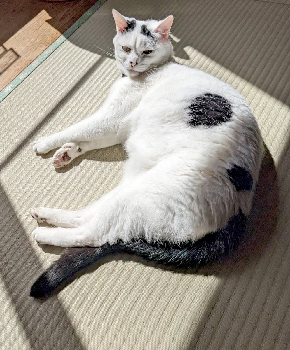 アメリカ・アマゾン tweet media