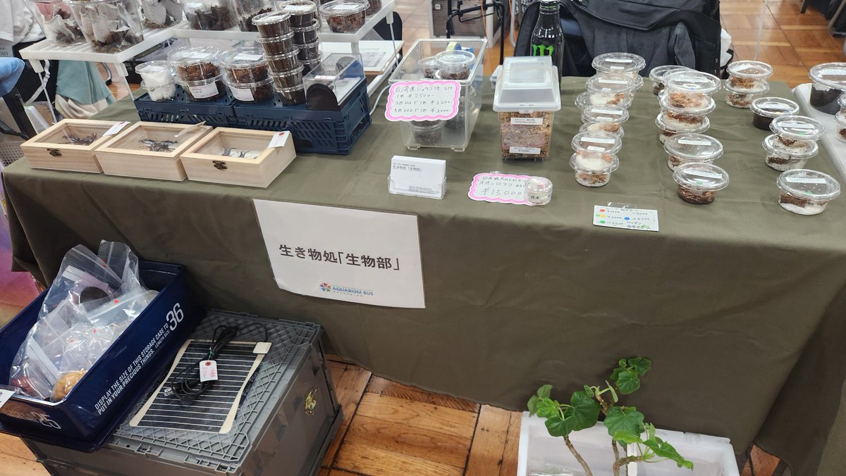 seibutubu2016's tweet photo. アクアリウムバス開場しました～

生物部は6階入ってすぐ左側でお待ちしております🙇‍♂️

#アクアリウムバス 
#アクバス https://t.co/qUPVSRFwzA