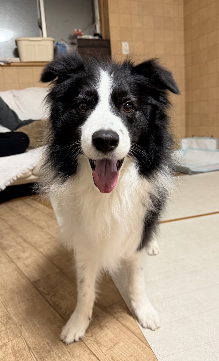 チョコスキー tweet media