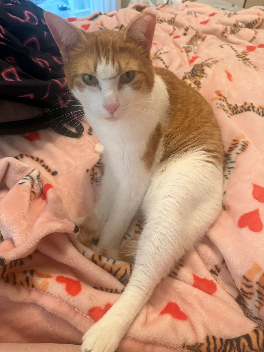 Patrick Byrne tweet media