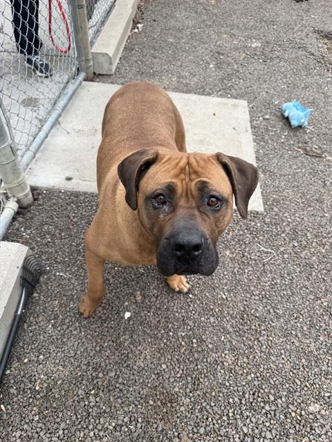 Petfind TORONTO tweet media