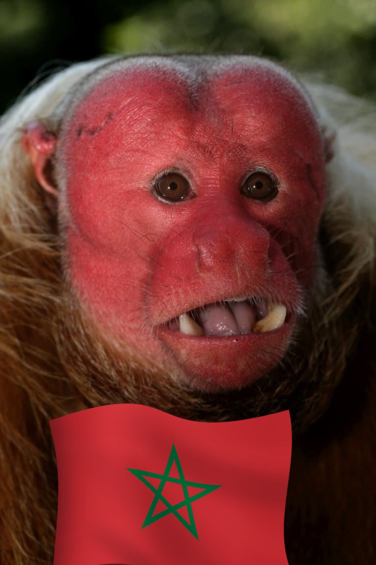 Mali Lumumba tweet media