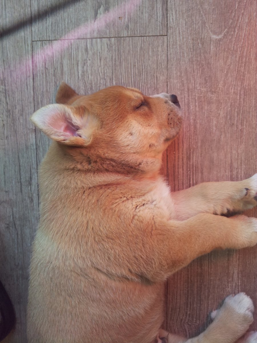 열짱이 tweet media