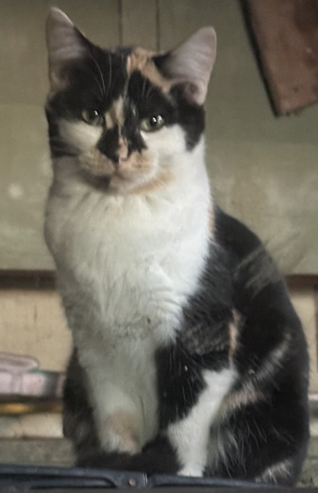 Torties Rule tweet media