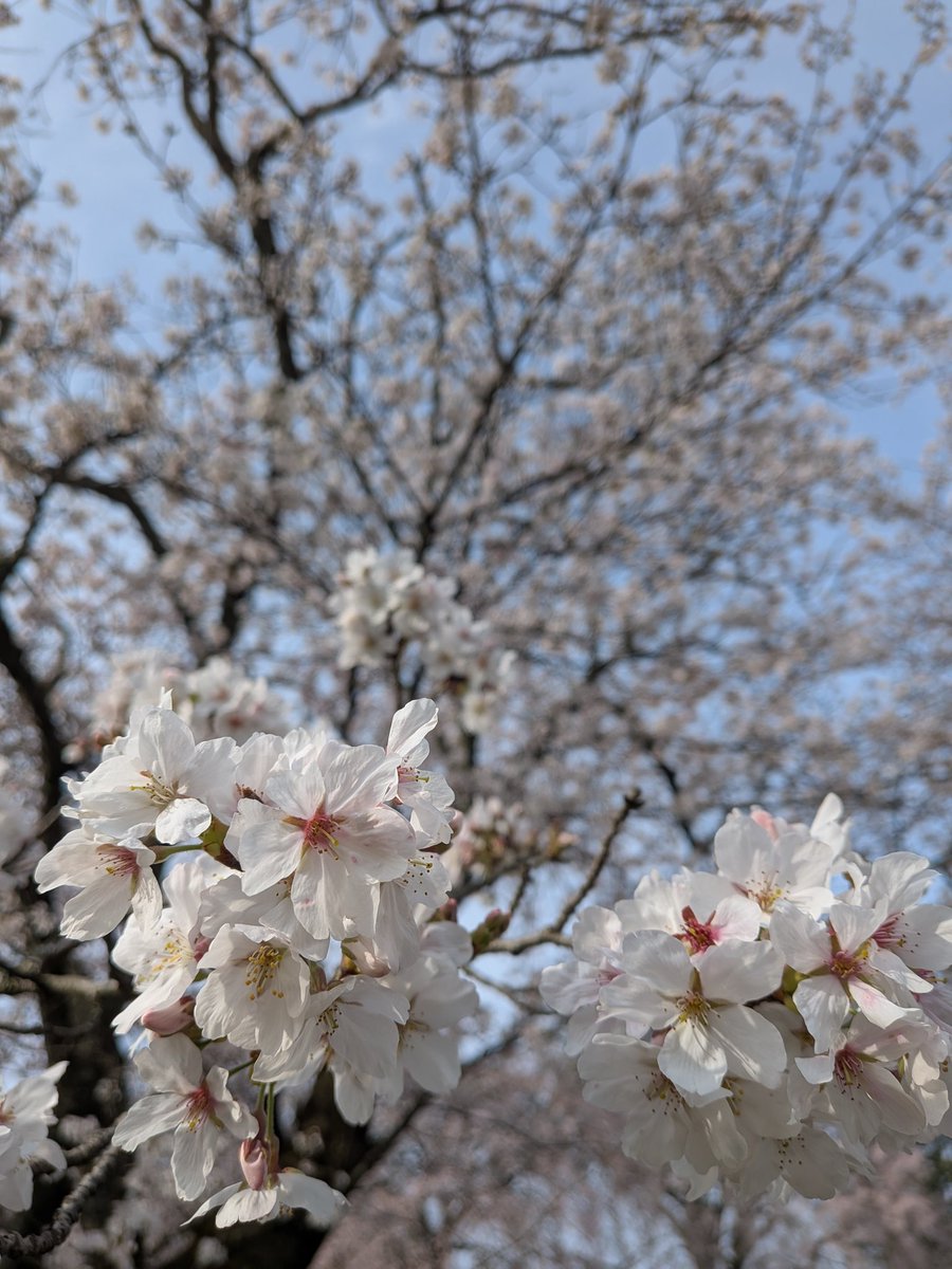 ちょーたい3/28ずとまよ福岡 tweet media