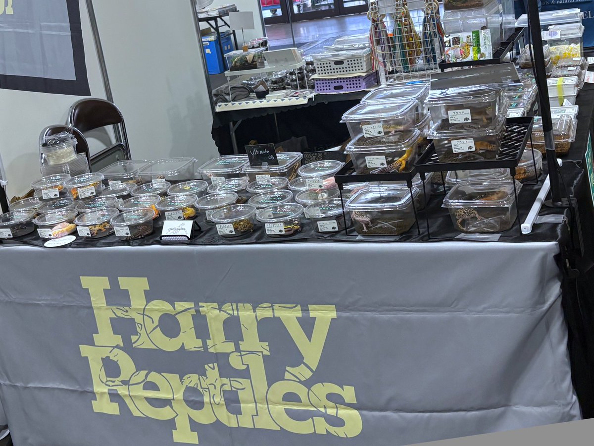 かれん@爬虫類とゲーム垢▶︎次回出展3/28.29 ナゴレプ tweet media