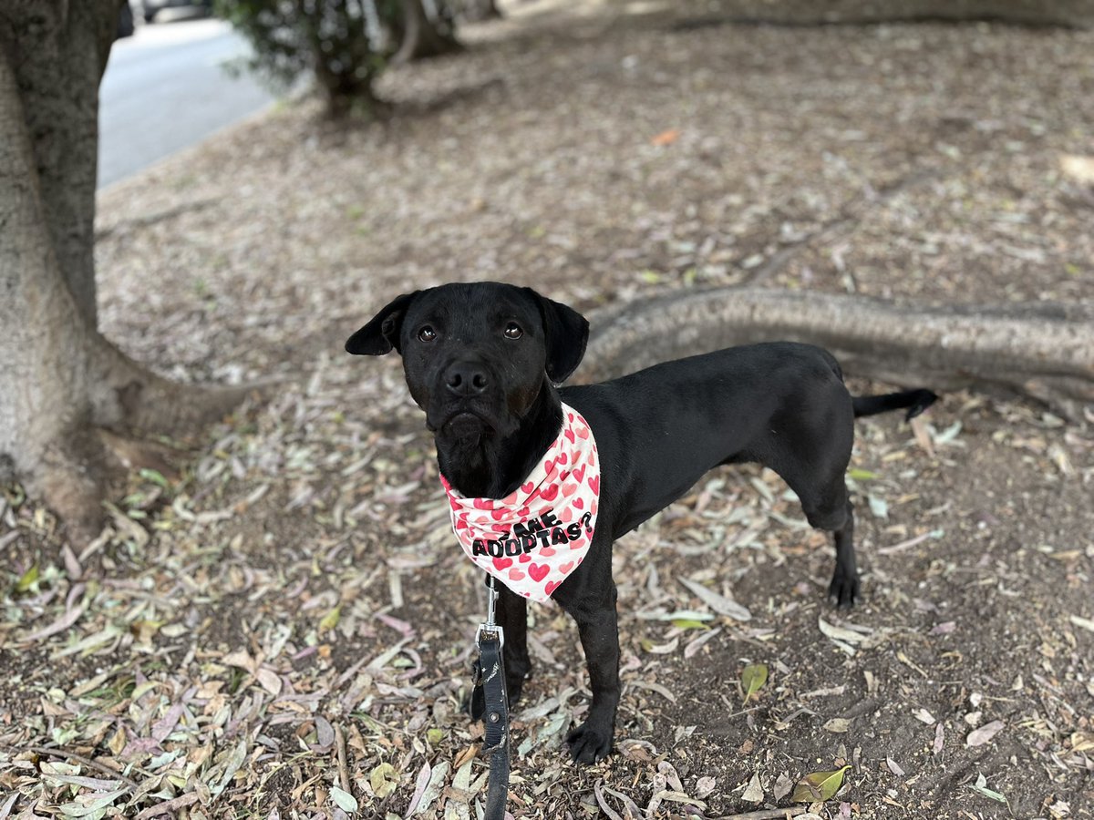 𝙷𝚎𝚕𝚊 𝙼𝚘𝚛𝚎 🐶 tweet media