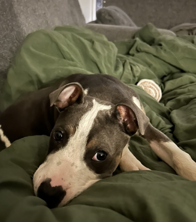 JoeyTuccio tweet media