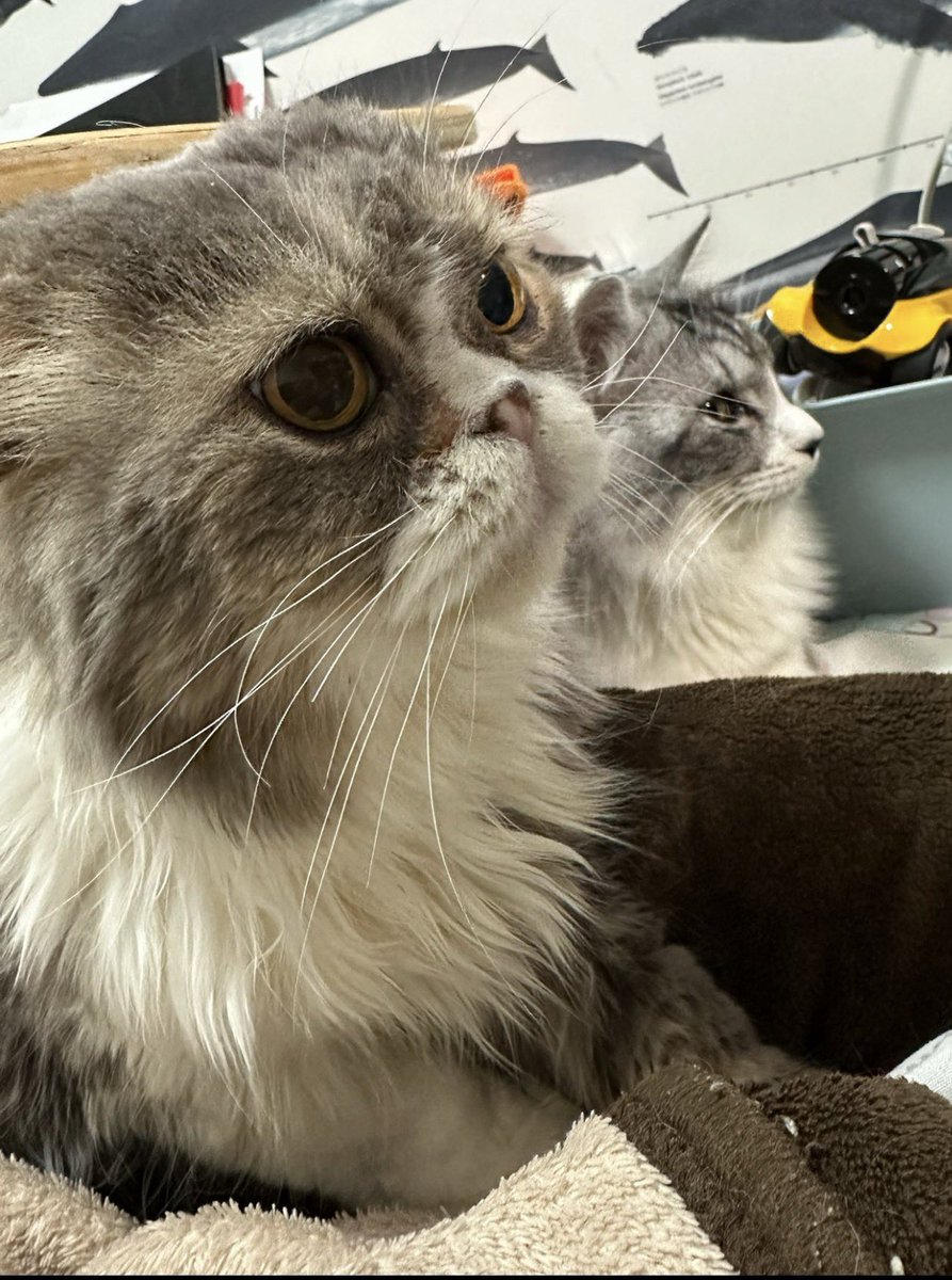 矢城慧兎@4/1「半魔の竜騎士」コミカライズ3巻発売 tweet media