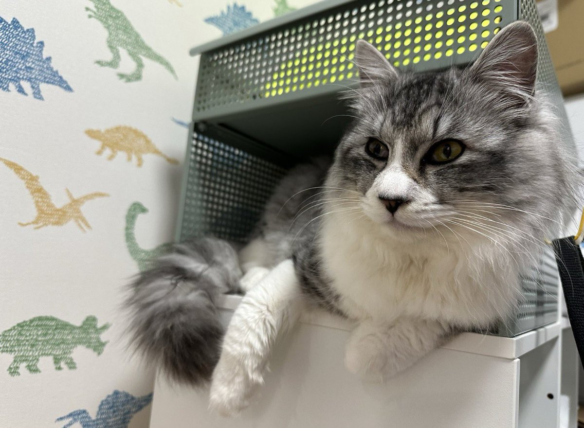 矢城慧兎@4/1「半魔の竜騎士」コミカライズ3巻発売 tweet media