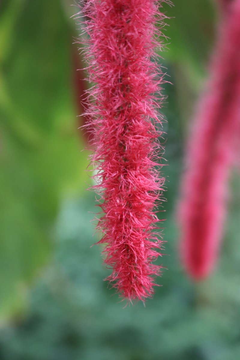 咲くやこの花館 tweet media