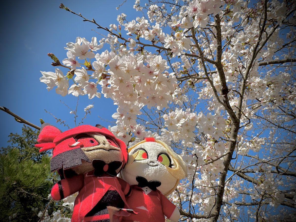 すもも tweet media