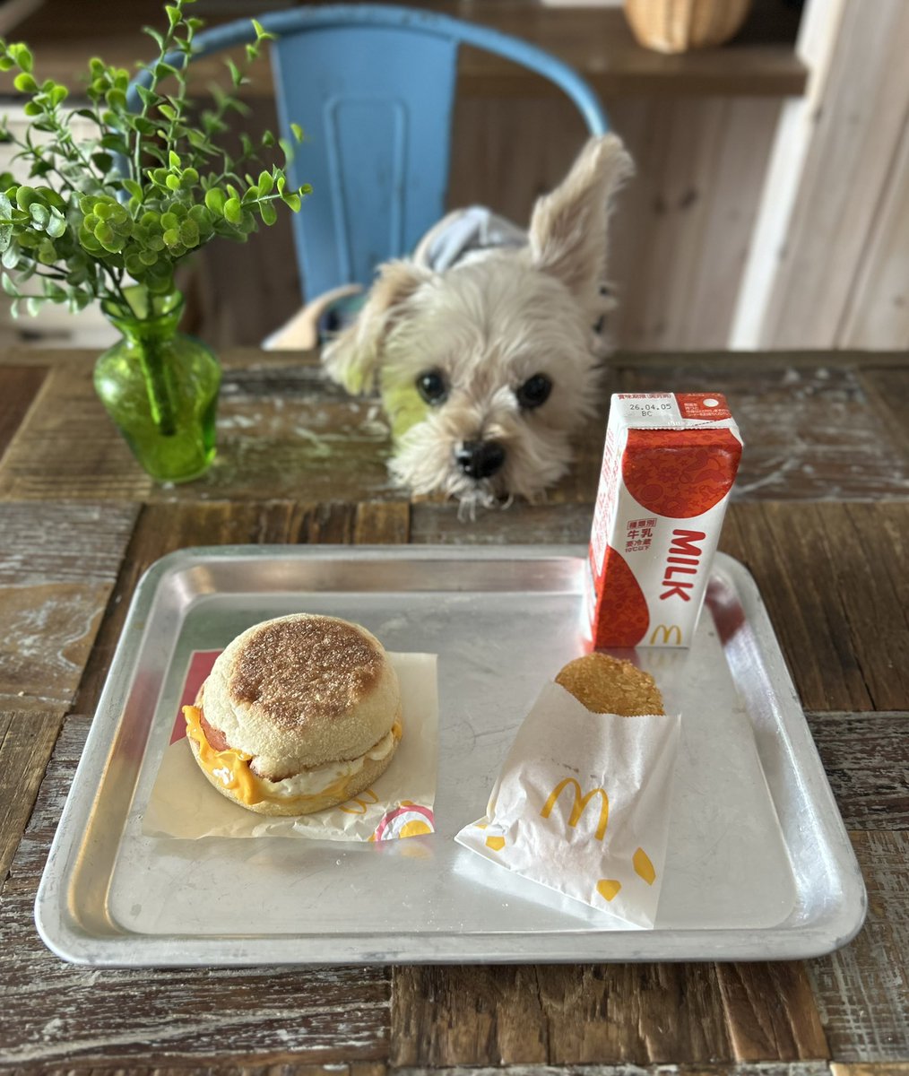 コマ美 tweet media