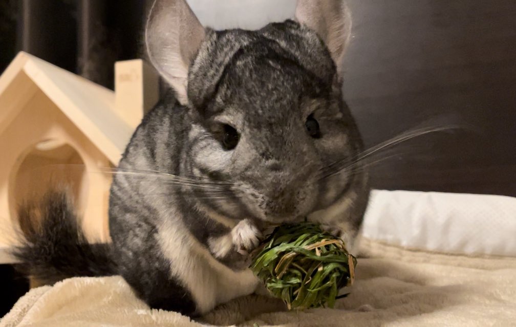 ぐぬ🐭チンチラ tweet media