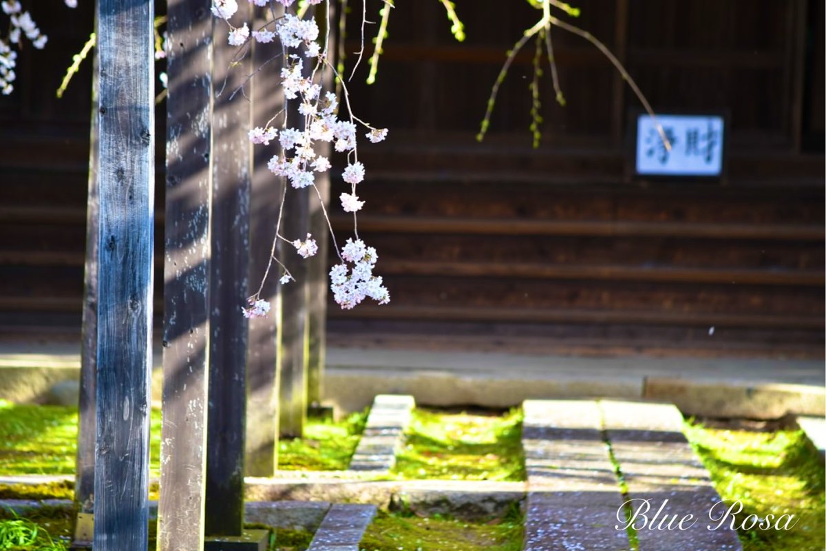 Blue Rosa tweet media