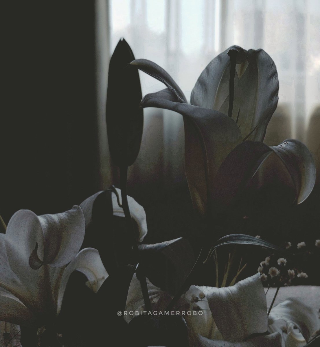 ロビタ tweet media