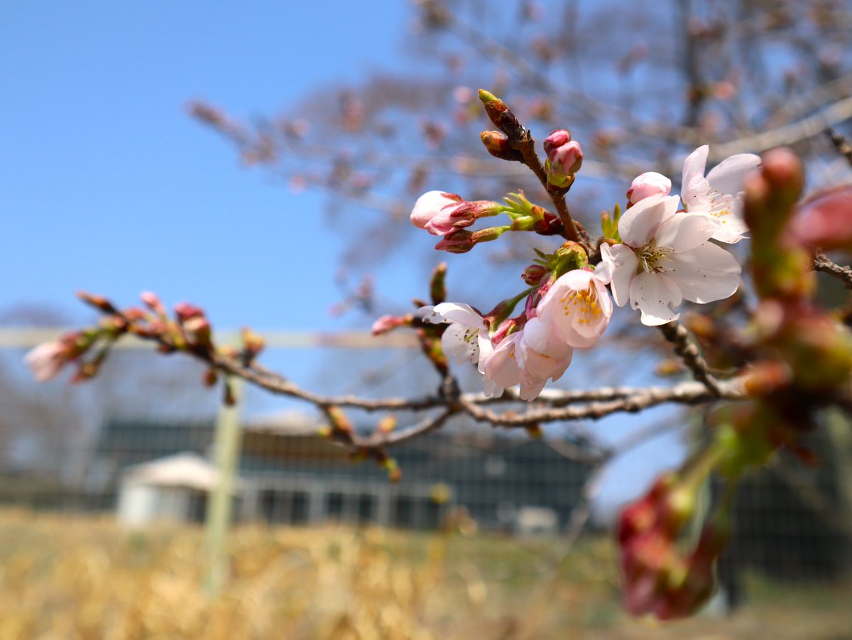 BatowlCafe's tweet photo. こんにちは😀カフェの桜が本日開花しました🌸来週末ごろには見頃を迎えそうです。機会がありましたら是非お立ち寄りください☆皆様のご来店をお待ちしております📷#batowlcafe #BATOWLCafe #カフェ #ツーリング #ライダーズカフェ #メグロ #ランチ #那珂川町 #バイク https://t.co/po2VqkuCsq