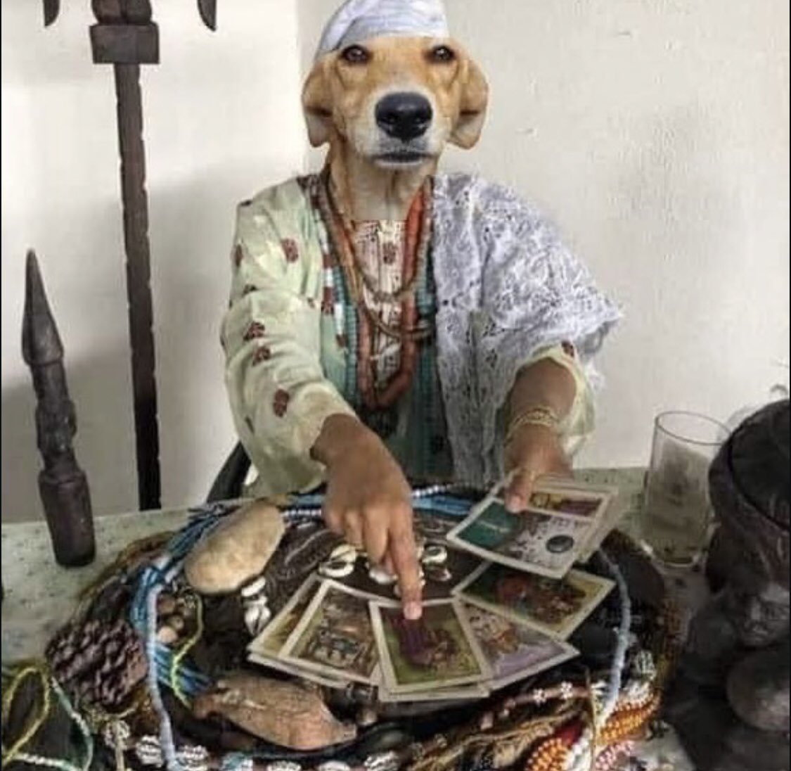 zé niquinho tweet media