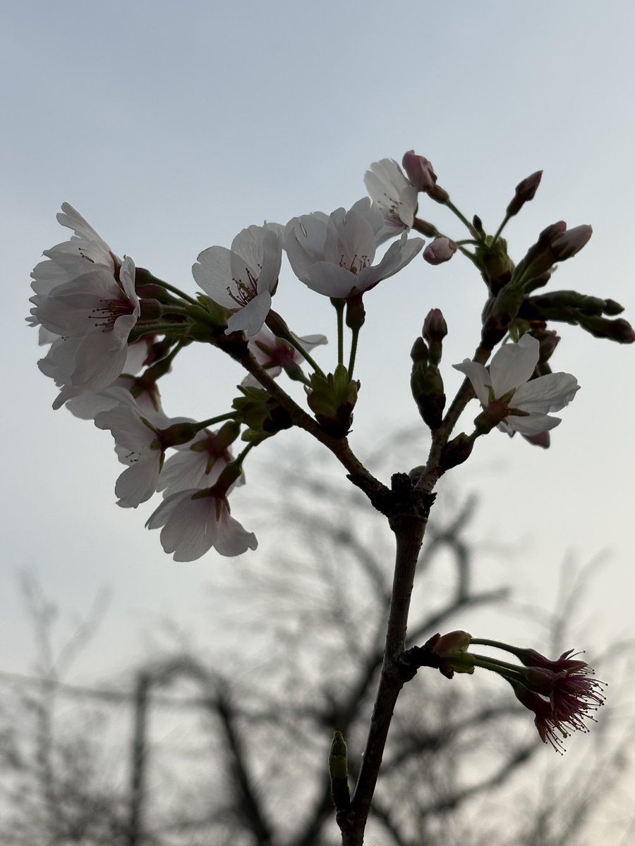 EnergyEna's tweet photo. おはようございます🍀
昨日は遠回りして近所の桜を見てきました
桜は花芯がほんのり色づいているから、下からの角度での撮影は難しい
🌸🌸🌸🌸🌸
#MetaKozo #GM大作戦 #kin110 https://t.co/wBV6Z4M0Ox
