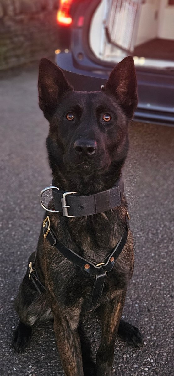 Staffs Dogs & ARV tweet media