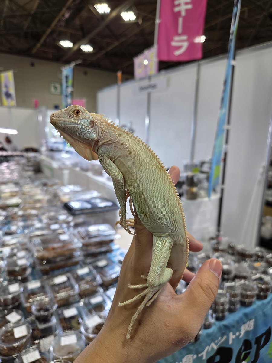 ぴーちゃん (合)Bebe Rep. 3/28.29【ナゴヤレプタイルズワールド】に出店します tweet media