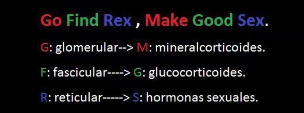 Med4Dummiess_'s tweet photo. Hormonas producidas por las capas de la corteza supra renal: https://t.co/4iz3L67kTO