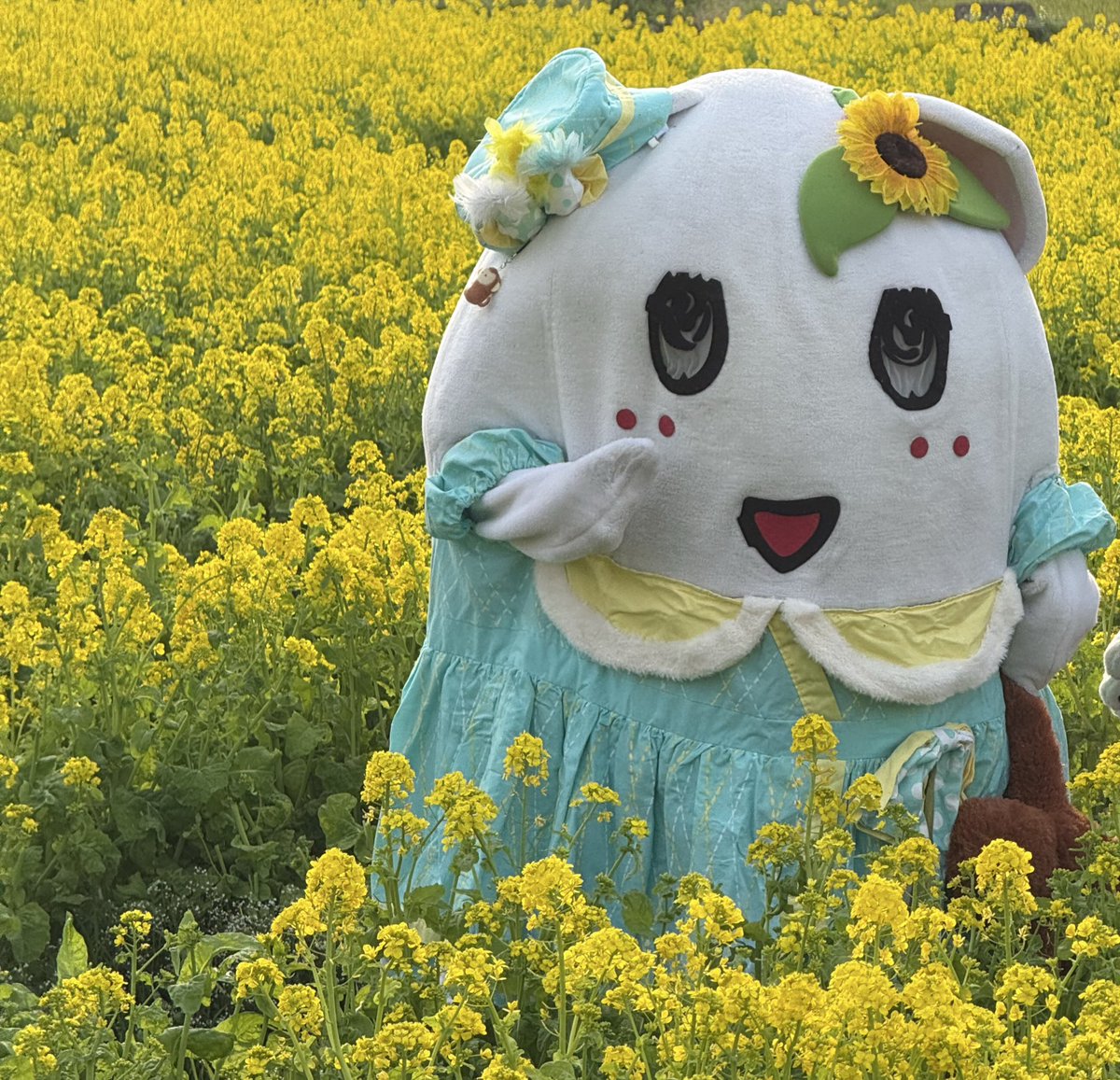 株式会社ラピート【公式】 tweet media