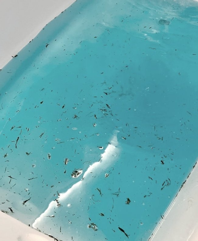 아귀/鮟鱇/2026 올마이트 합작 tweet media