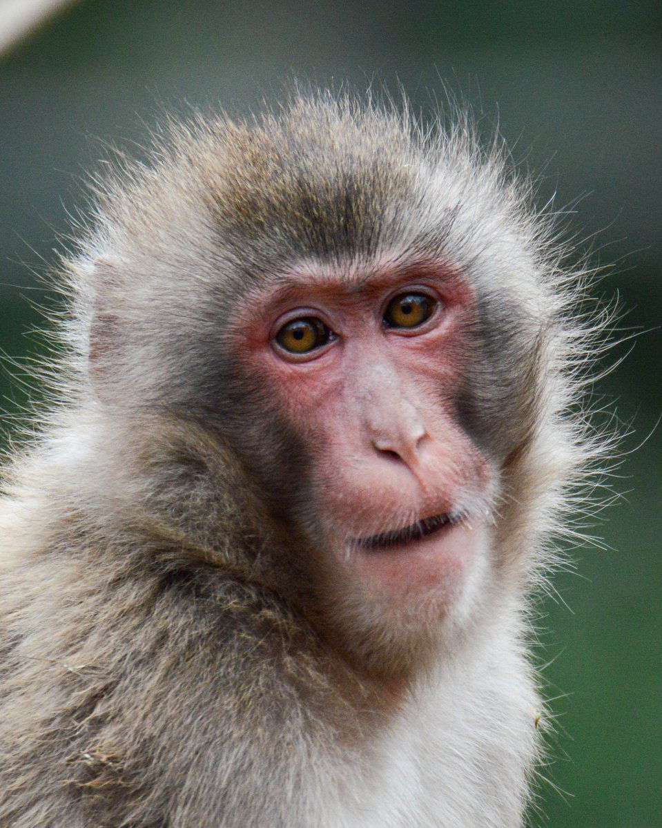 ape head fred tweet media