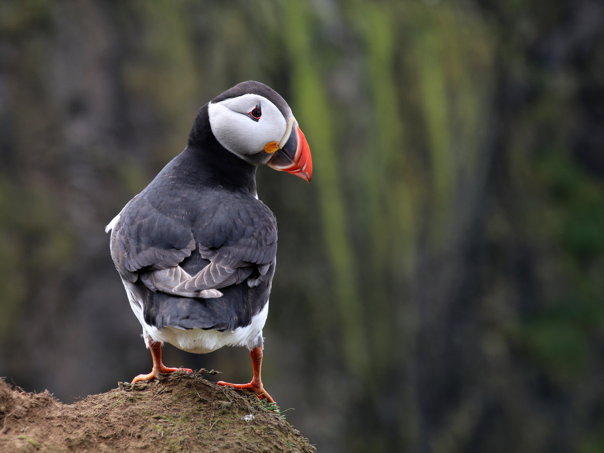 Puffins Daily tweet media