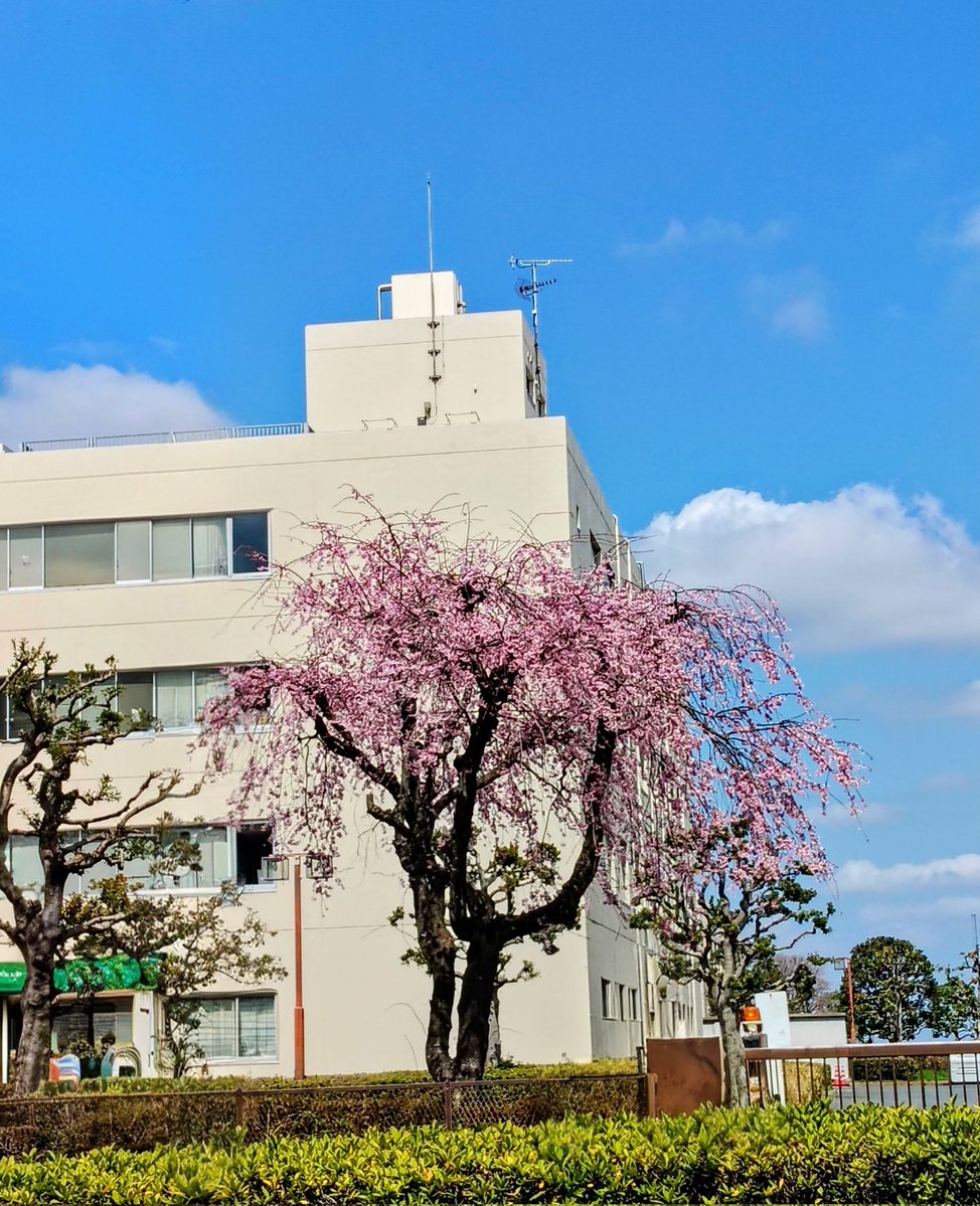 ELICA.☾† tweet media