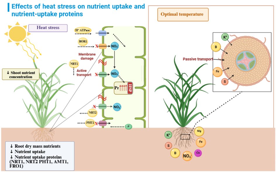 Pedosphere1991's tweet photo. #Review
 “Thermotolerant plant growth-promoting microorganisms mitigate the negative effects of #HeatStress on plants for #SustainableAgriculture—A comprehensive review” by Prof. Synan Abuqamar and colleagues from UAEU.
🔗 https://t.co/iAqfztbaAl
#PGPR #Thermotolerance https://t.co/PvsyQwzMVl