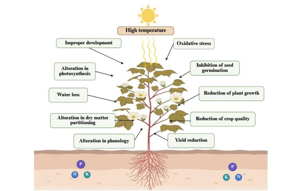 Pedosphere1991's tweet photo. #Review
 “Thermotolerant plant growth-promoting microorganisms mitigate the negative effects of #HeatStress on plants for #SustainableAgriculture—A comprehensive review” by Prof. Synan Abuqamar and colleagues from UAEU.
🔗 https://t.co/iAqfztbaAl
#PGPR #Thermotolerance https://t.co/PvsyQwzMVl