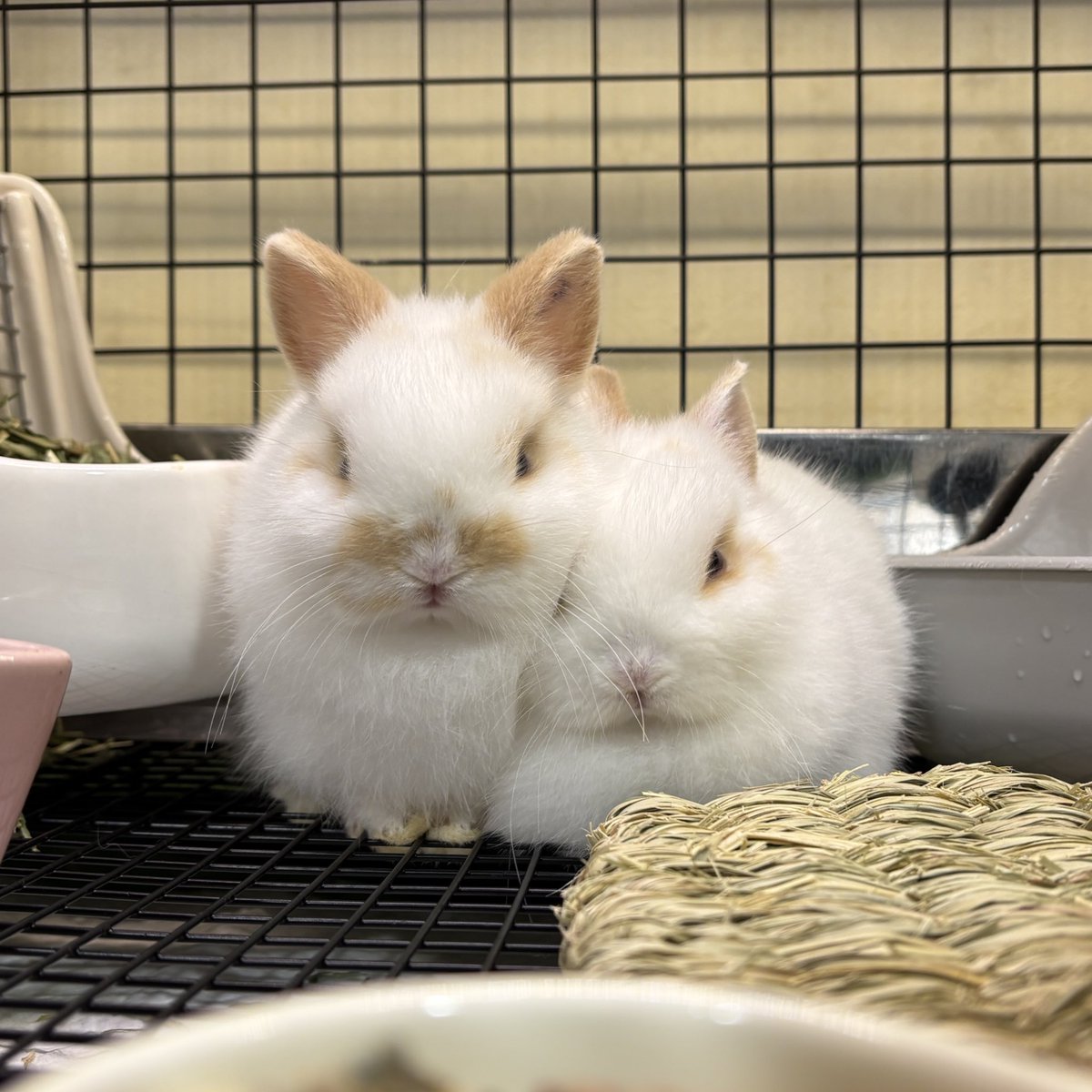 うさぎのしっぽ吉祥寺店 tweet media