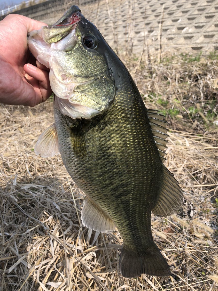 e_ma0104's tweet photo. 今週は結構厳しい感じ
ヴィローラで何とか春っぽい魚を1本 https://t.co/7tM2KsC8oy