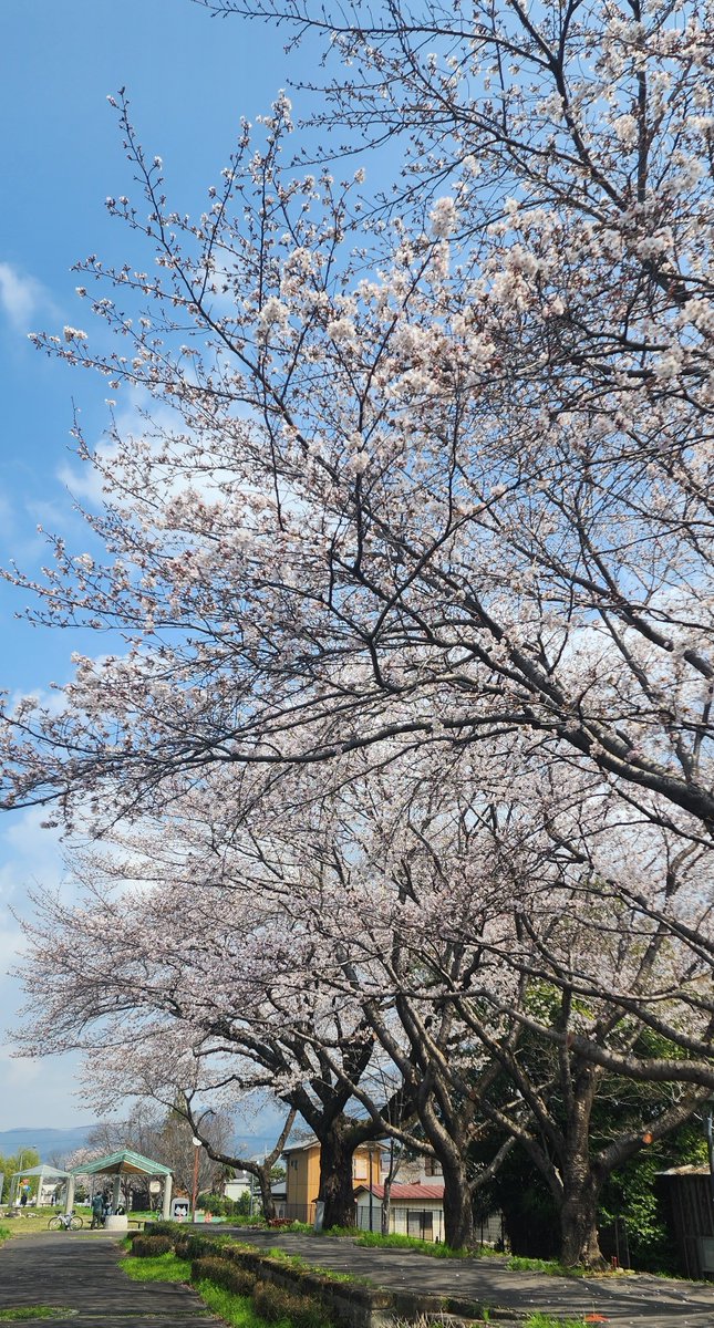 chobissimo🐬🥑🐦🐟 tweet media