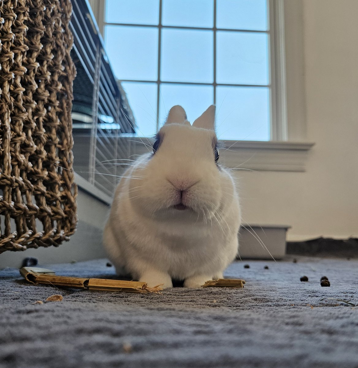 Bunny&Eggy tweet media