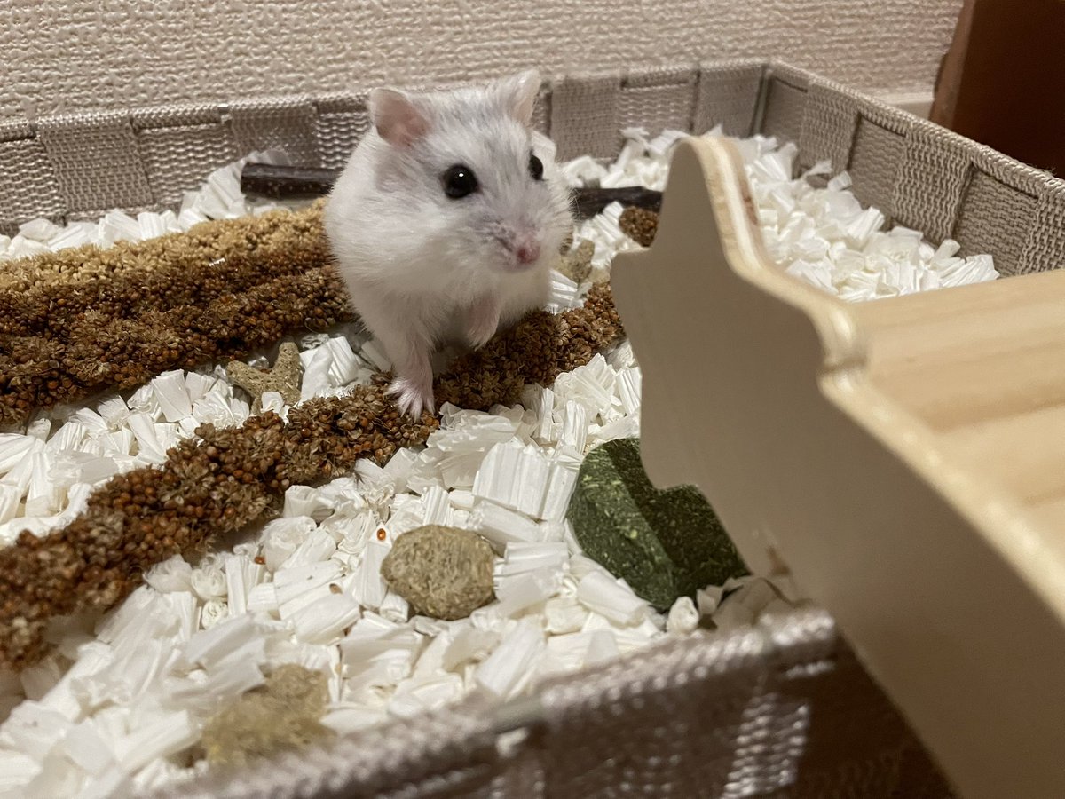 えも@16匹のはむちゃんず🐹 tweet media