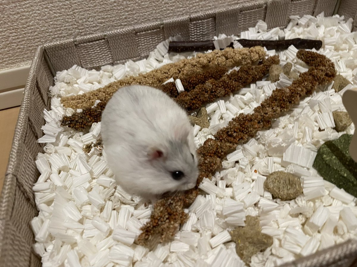 えも@16匹のはむちゃんず🐹 tweet media