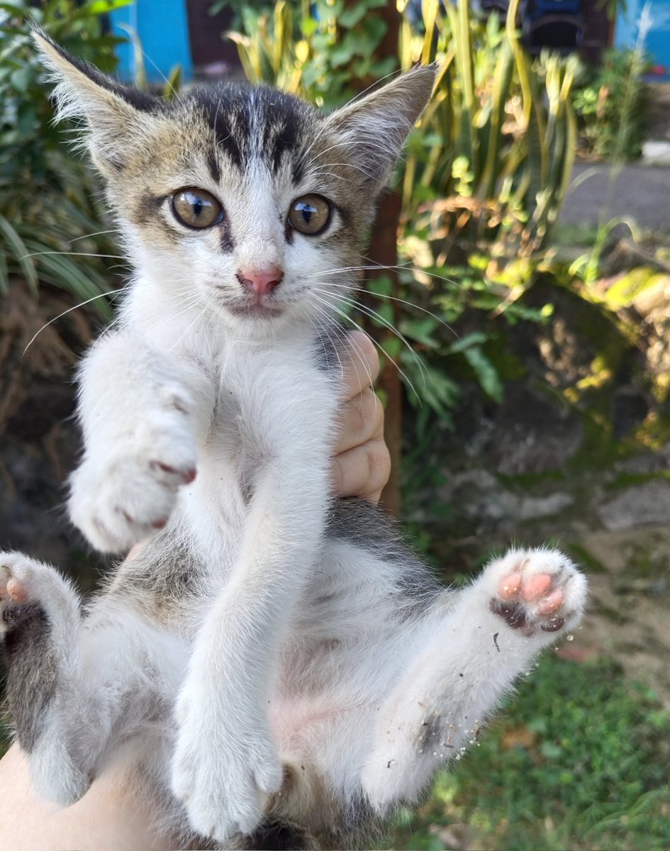 Mamak Panti Meong tweet media