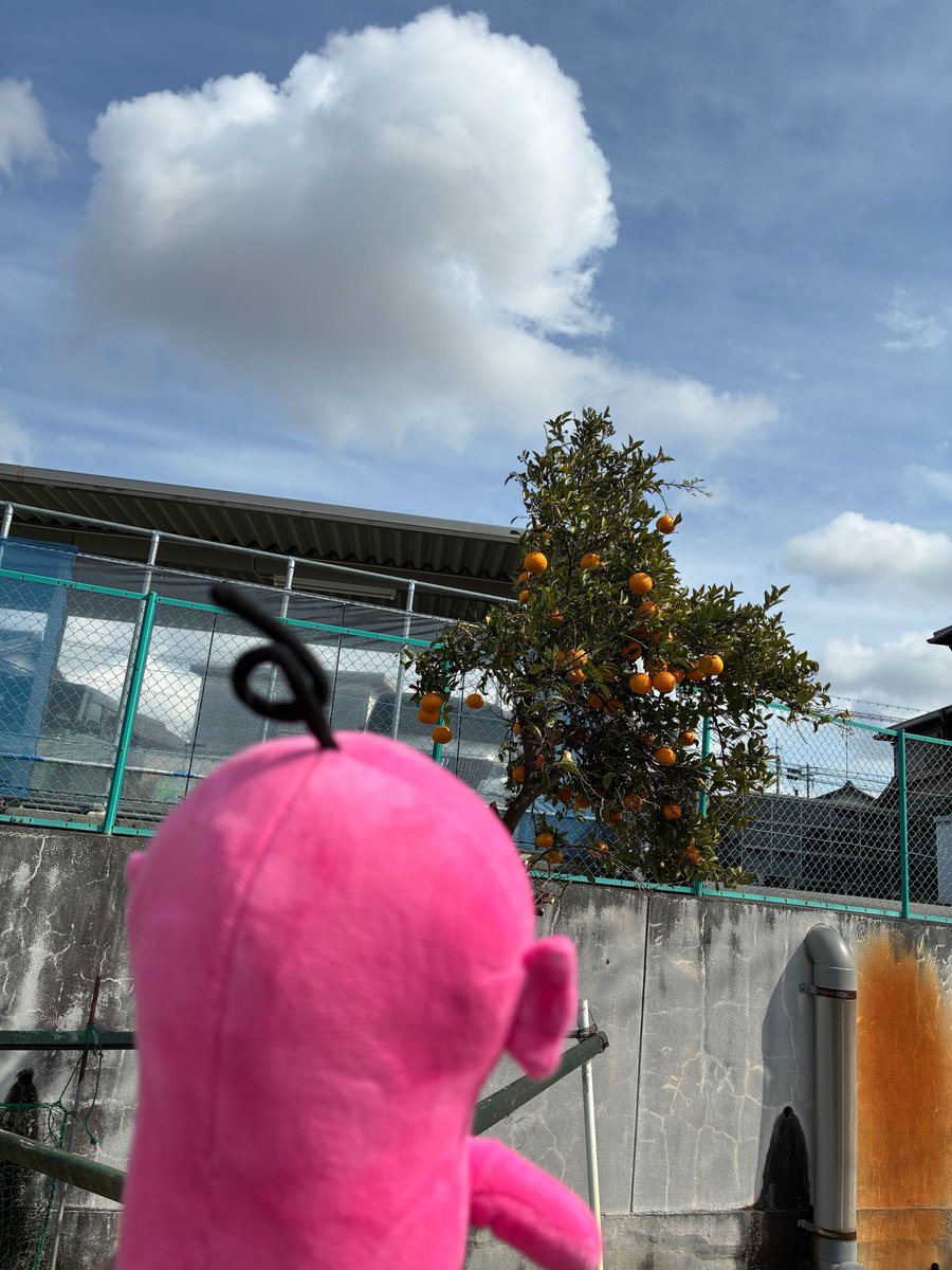 エビシー【公式】 tweet media