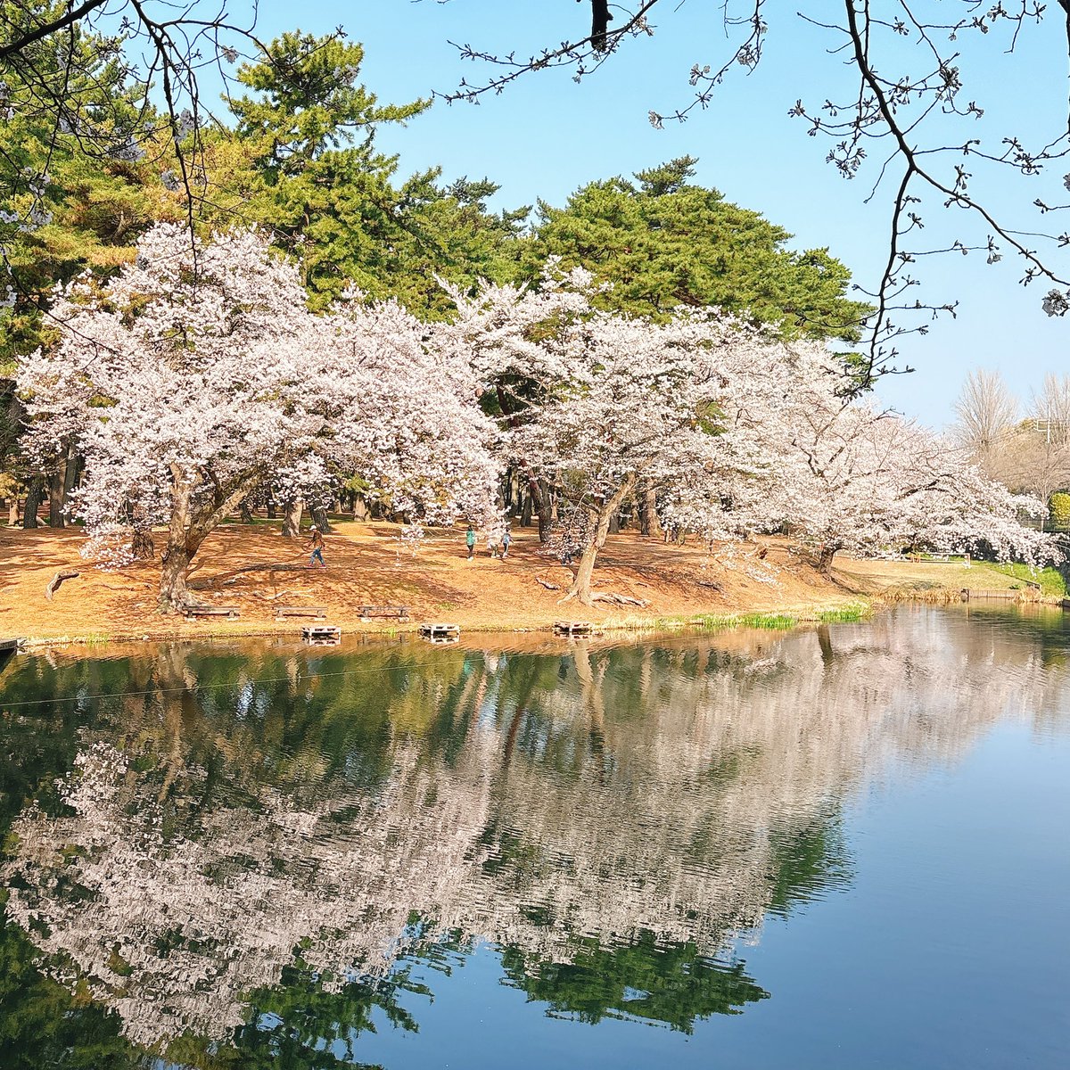 てっしー@水曜をお知らせする🐧 tweet media