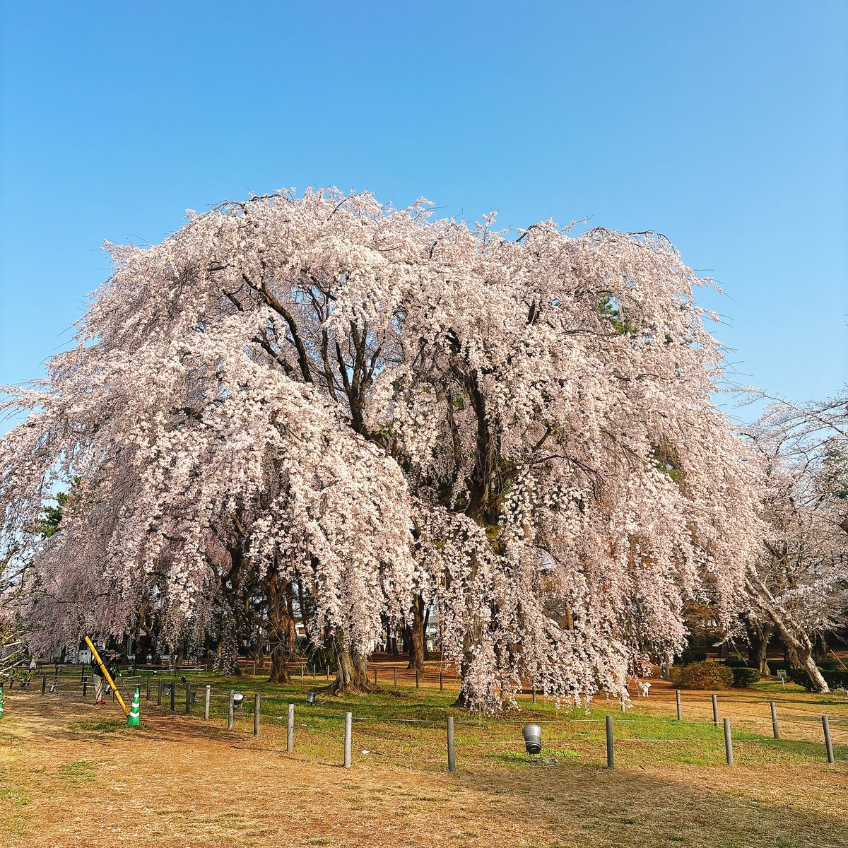 てっしー@水曜をお知らせする🐧 tweet media