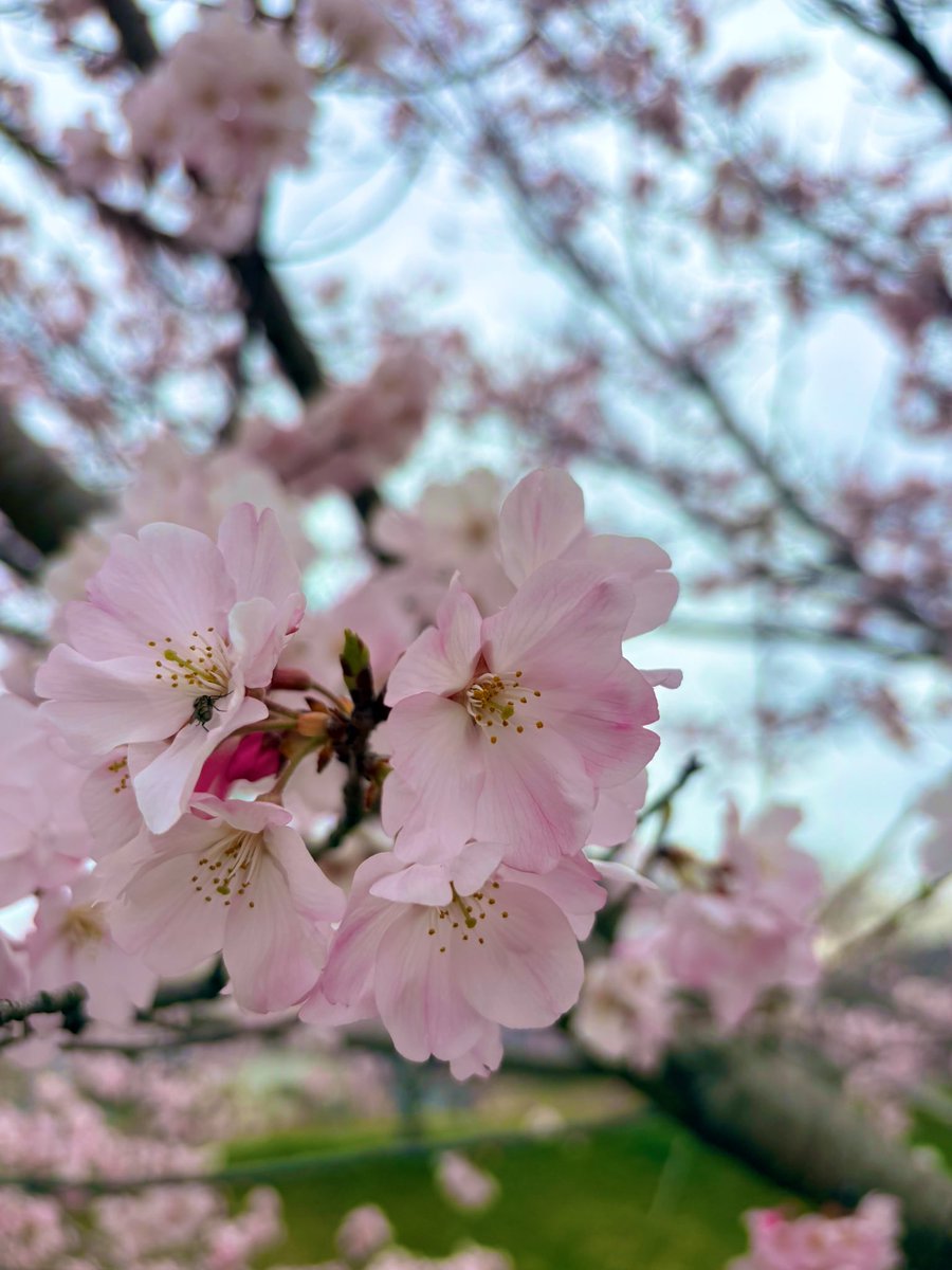 3/29(日) OPEN
10:00-16:00

この季節限定メニューの桜あんこ蒸しぱん、材料がなくなるので明日くらいで終わりそうです。。

これからは桜に代わりいちご蒸しぱんが始まります。
まずはストロベリーココナッツから🍓