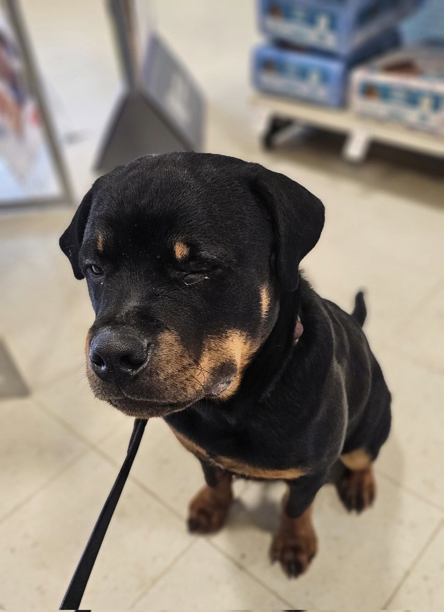 Team Servicerottie🇨🇦🐕‍🦺🦽 tweet media