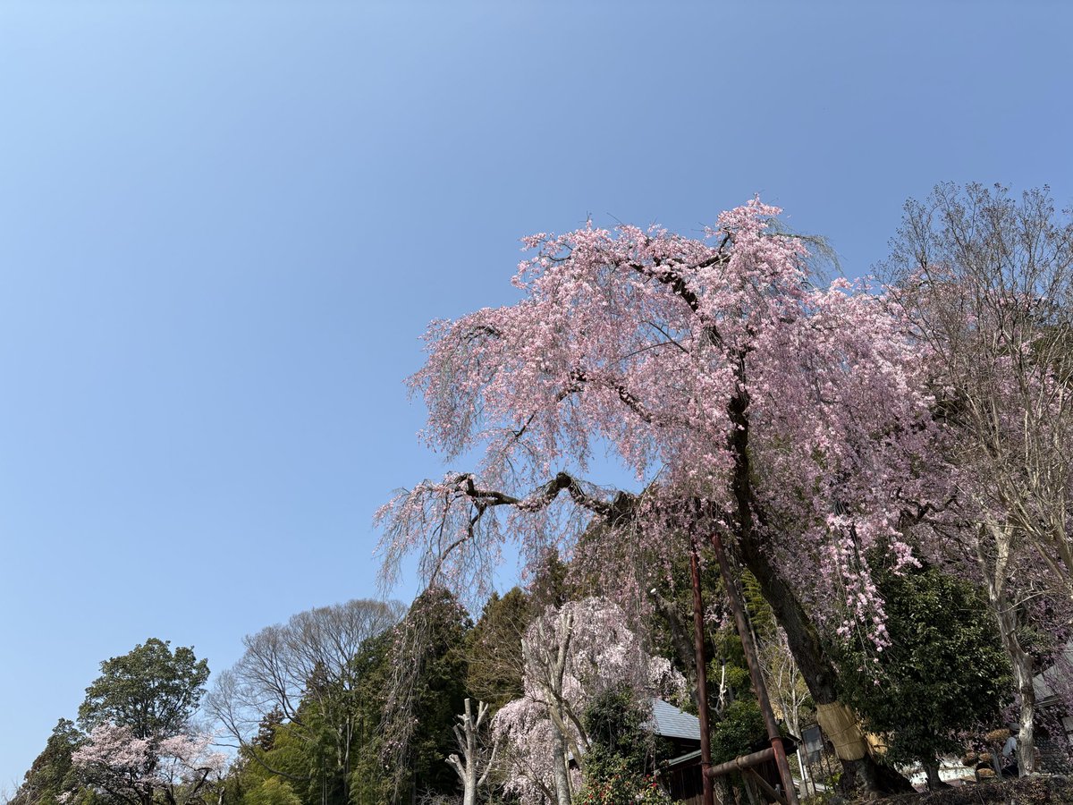 gentokan's tweet photo. 今日の　#梅岩寺
#枝垂れ桜　満開です‼️
#青梅 https://t.co/uKkgtM3cWh